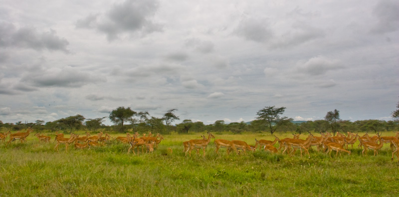 Impala Herd